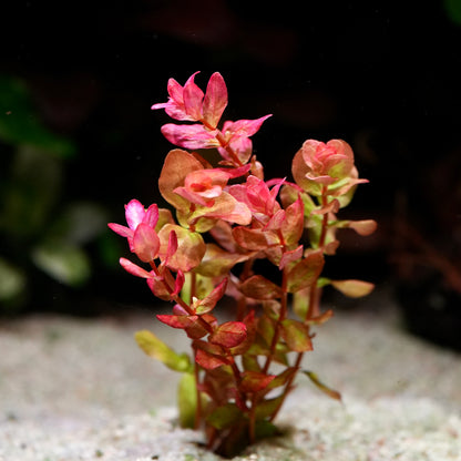 Small pink rotala macrandra mini type 4 aquarium plant on a sandy substrate