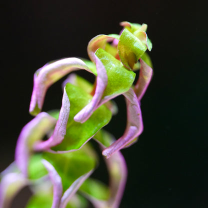 Macro shot of rotala macrandra pearl aquatic plant with green and purple leaves on a black background