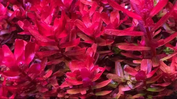 Close-up of vibrant red and pink rotala pink aquatic plants with a blurred background