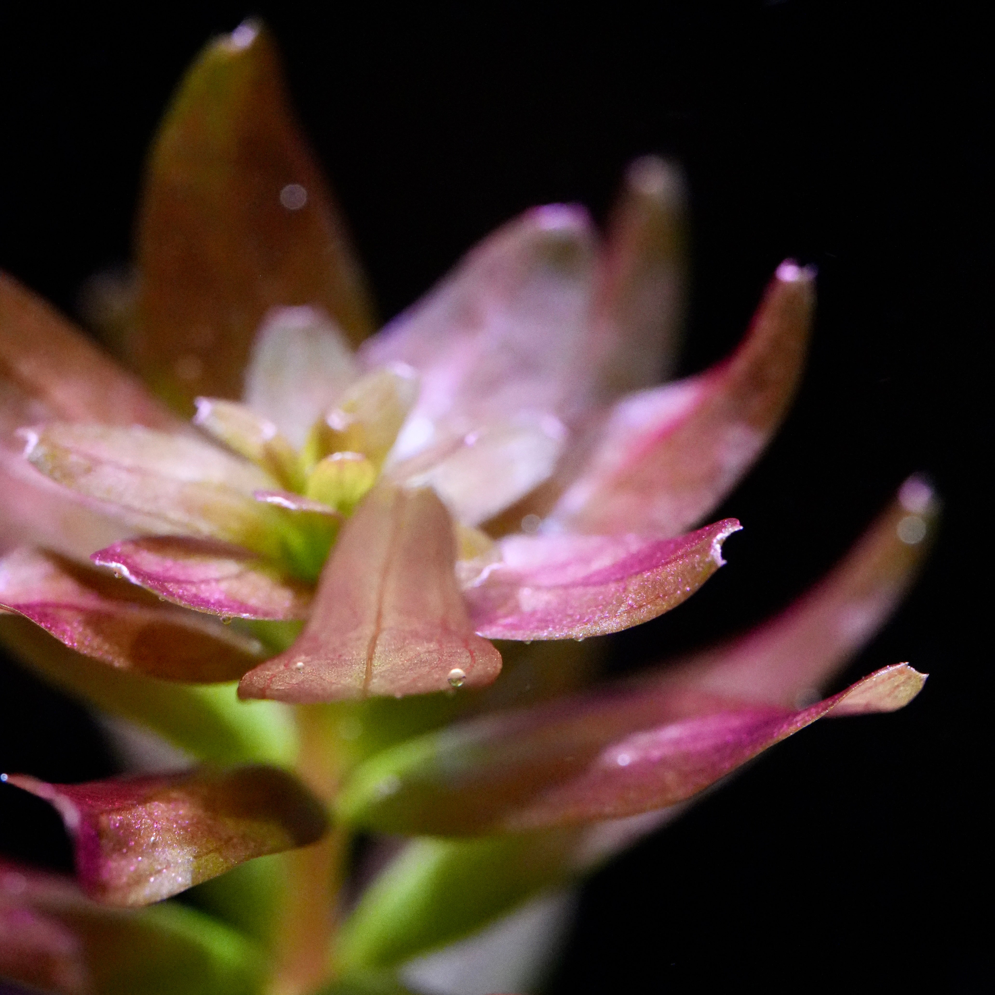 Macro shot of rotala myanmar aquarium stem plant leaf tip