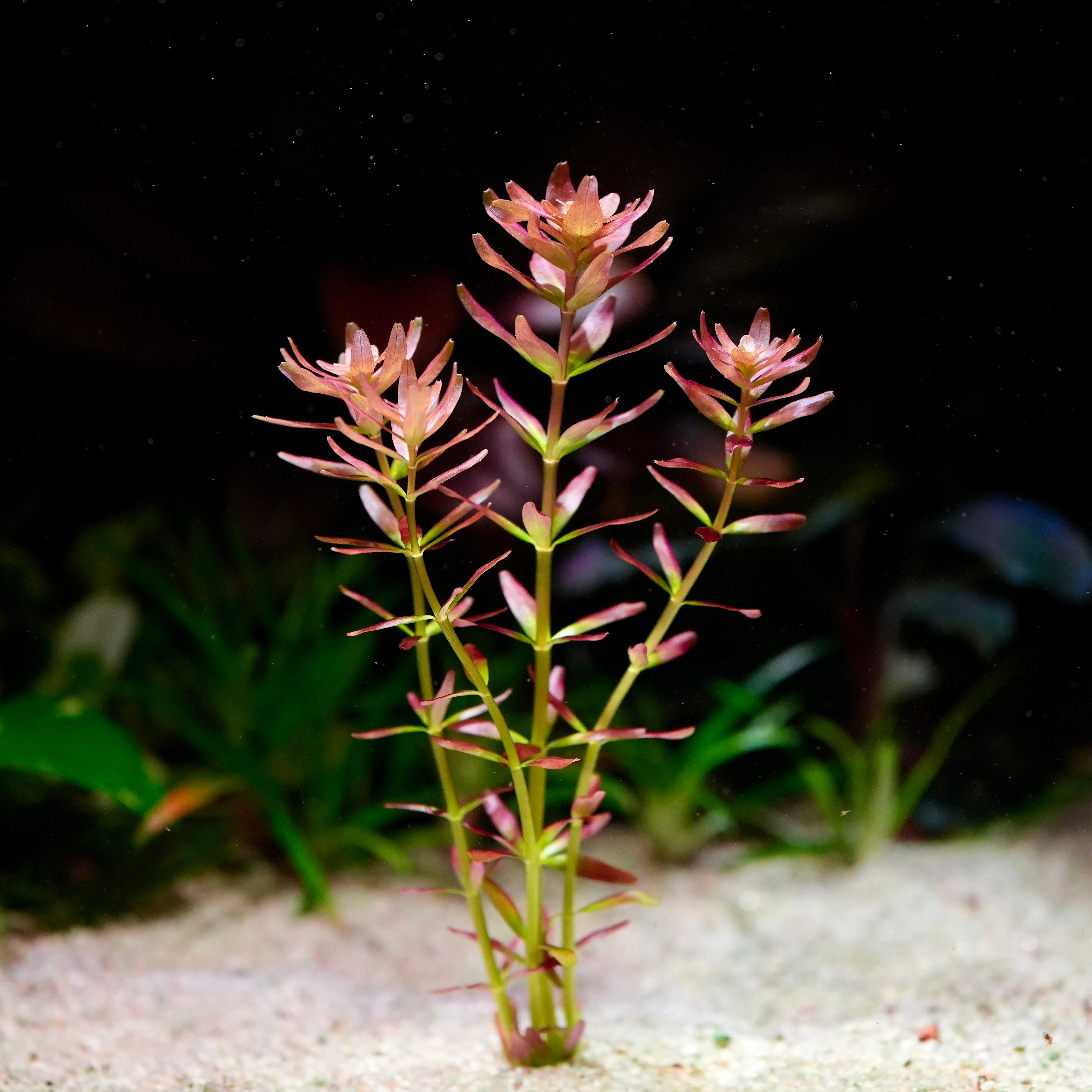 Pink and red rotala myanmar aquarium stem plant in sandy substrate