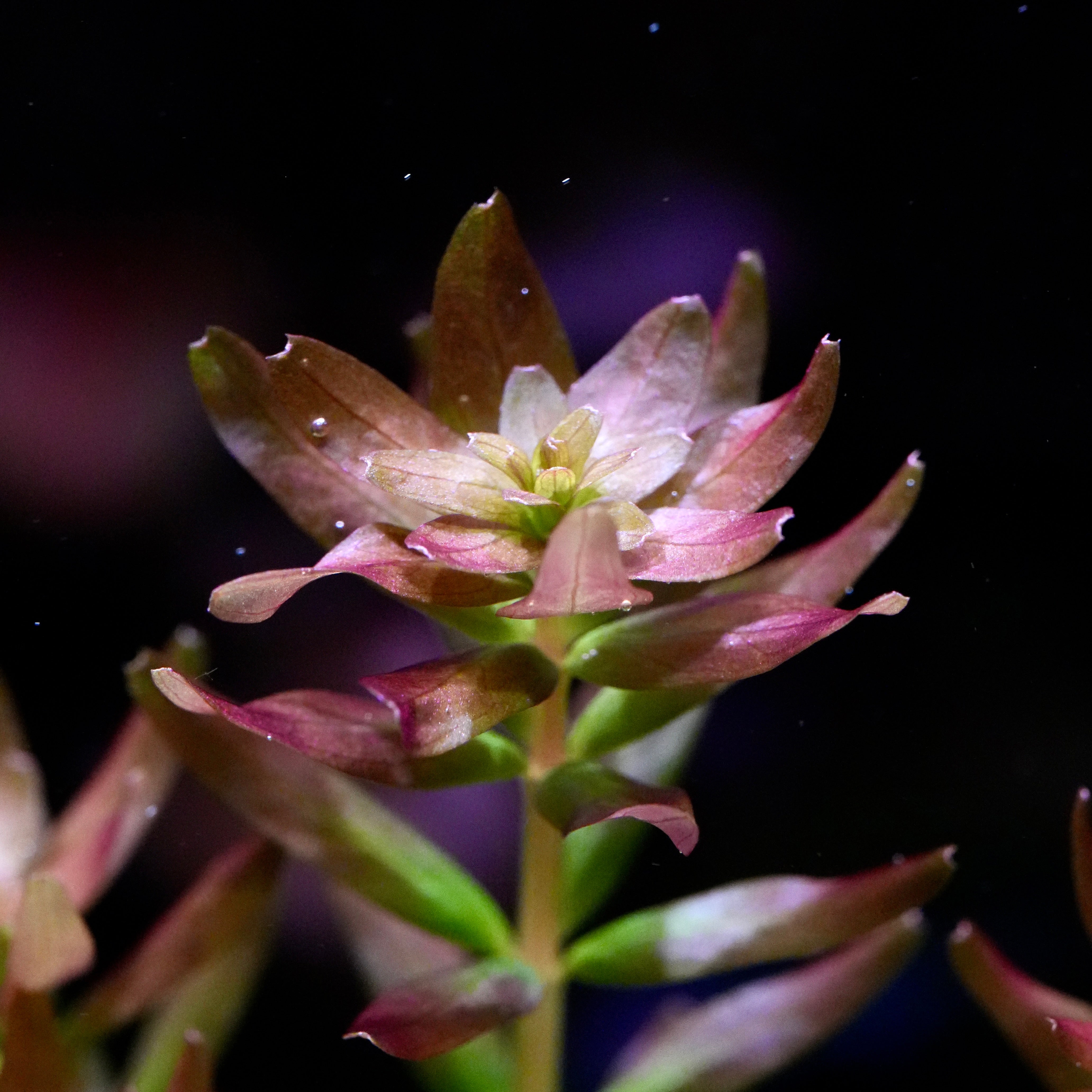 Macro shot of single red and pink rotala myanmar aquarium stem plant rosette head