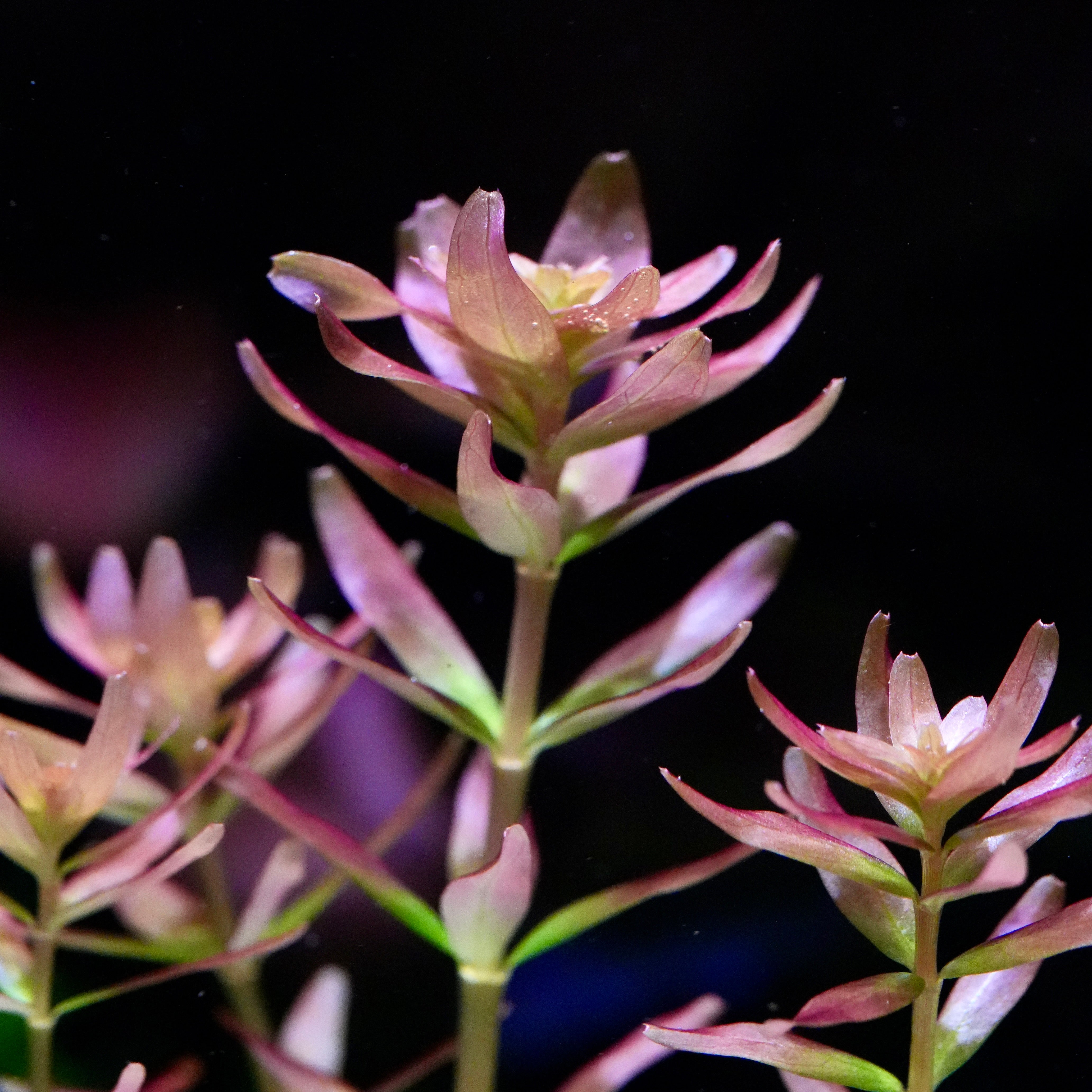 Macro shot of rotala myanmar aquarium stem plant rosette with pink leaves