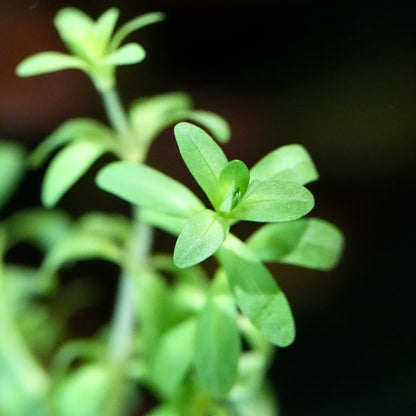 Macro shot of rotala nanjenshan rare aquarium stem plant