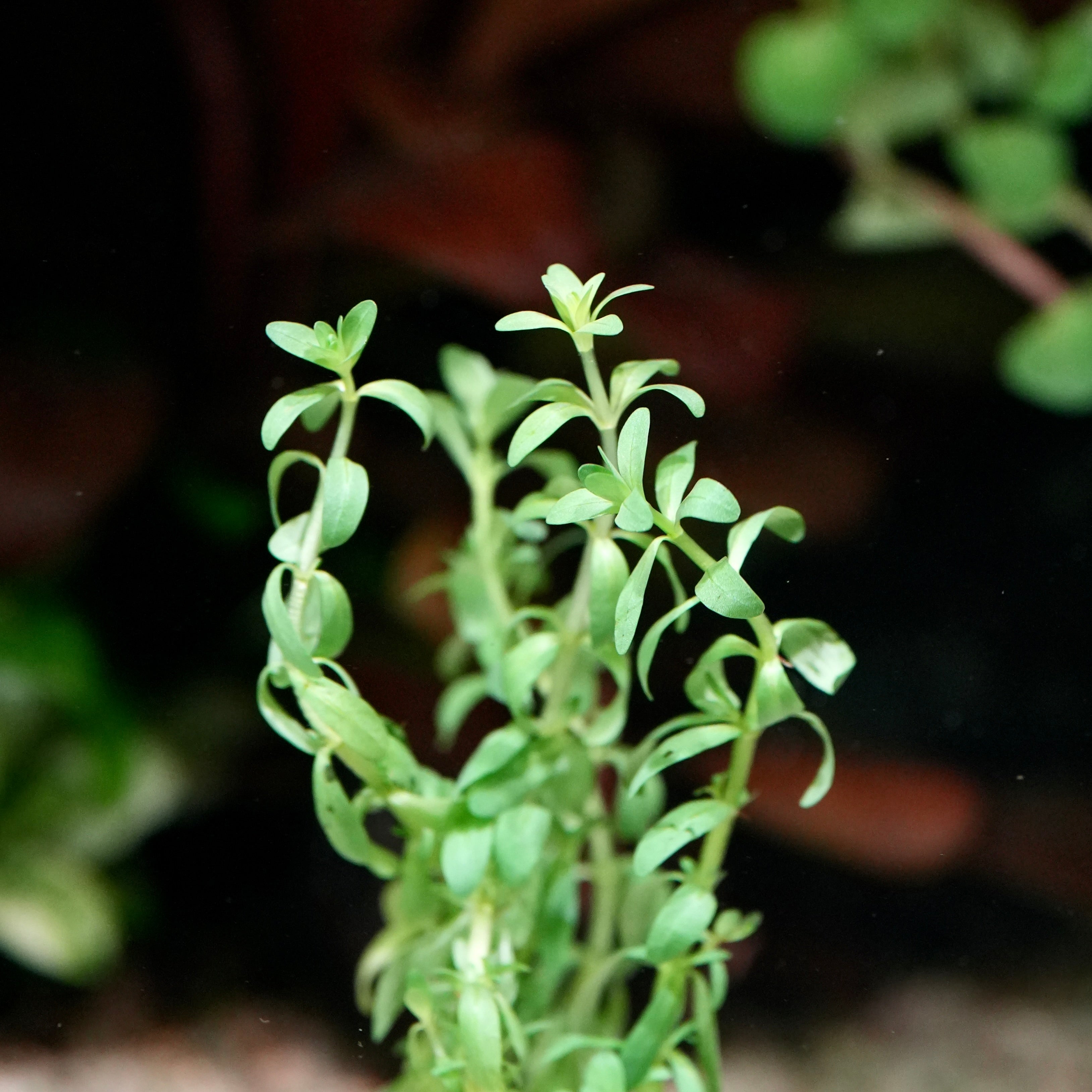 Close-up of a green rotala nanjenshan rare aquarium stem plant with a blurred background