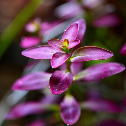 Close-up of purple leaves of rotala ramosoir florida aquarium plant