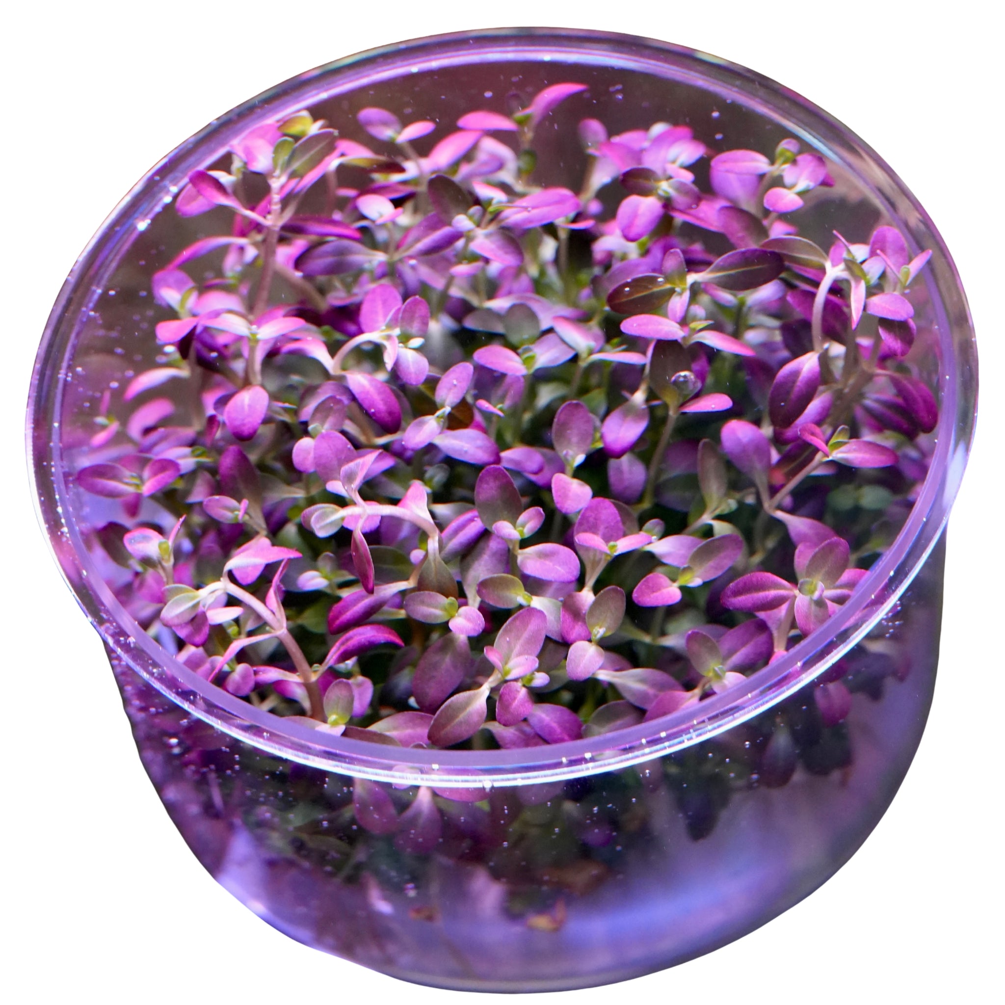 Purple rotala ramosoir florida aquarium plant in vitro