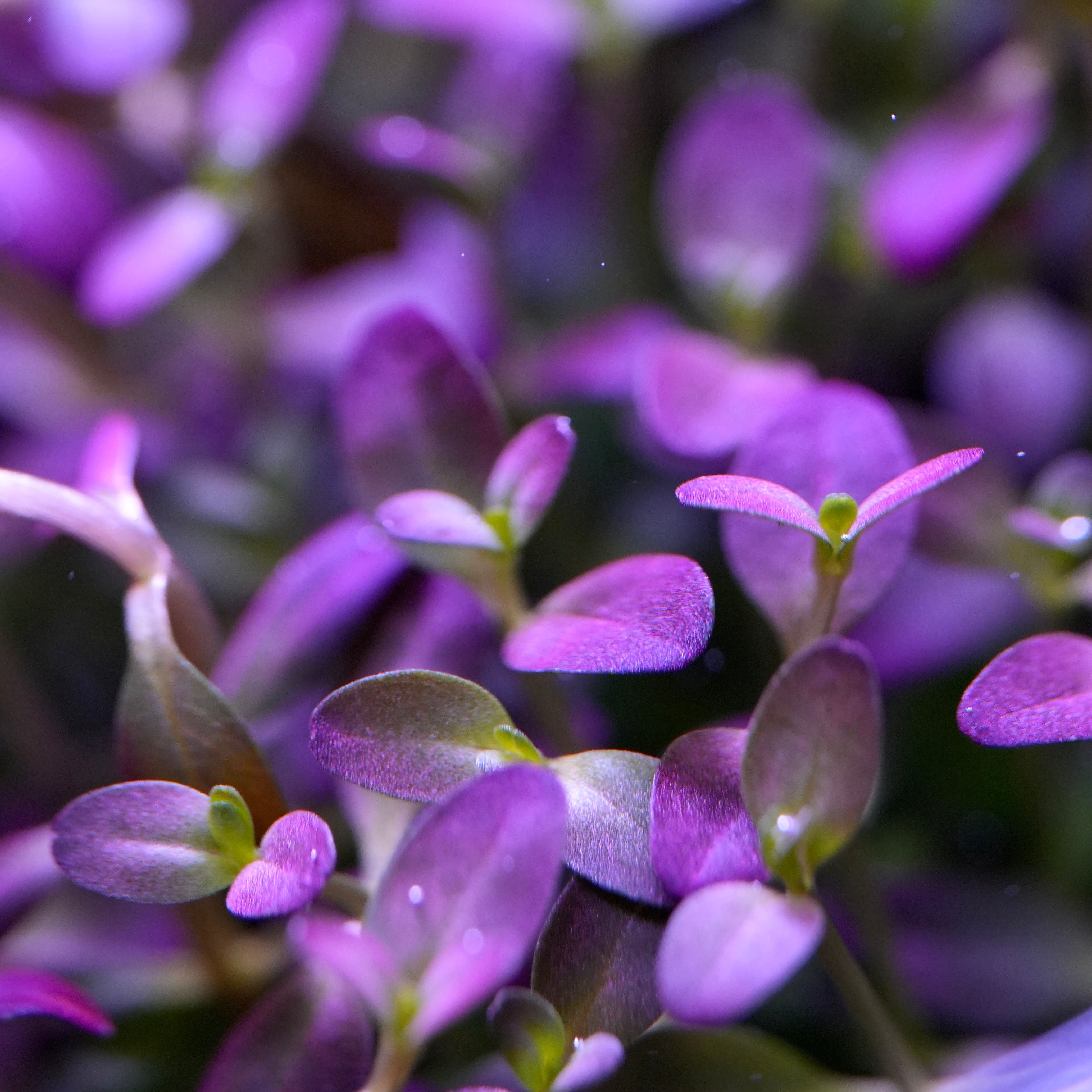 Macro shot of rotala ramosoir florida aquarium plant tc in vitro
