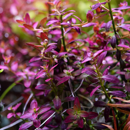 Bush of rotala ramosoir florida aquarium plants