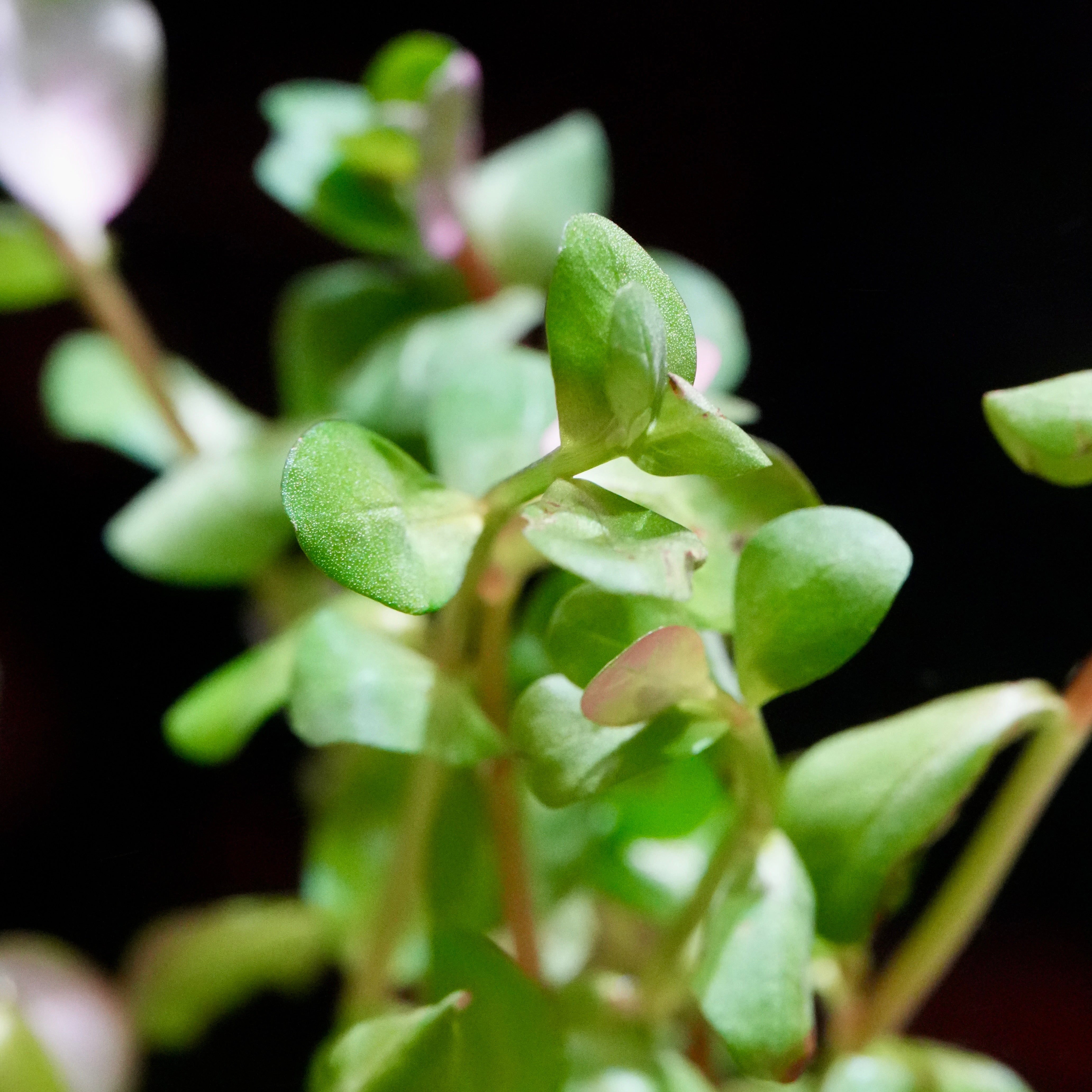 Macro shot of rotala rotundifolia aquatic plant with round leaves