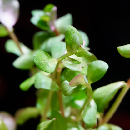Macro shot of rotala rotundifolia aquatic plant with round leaves