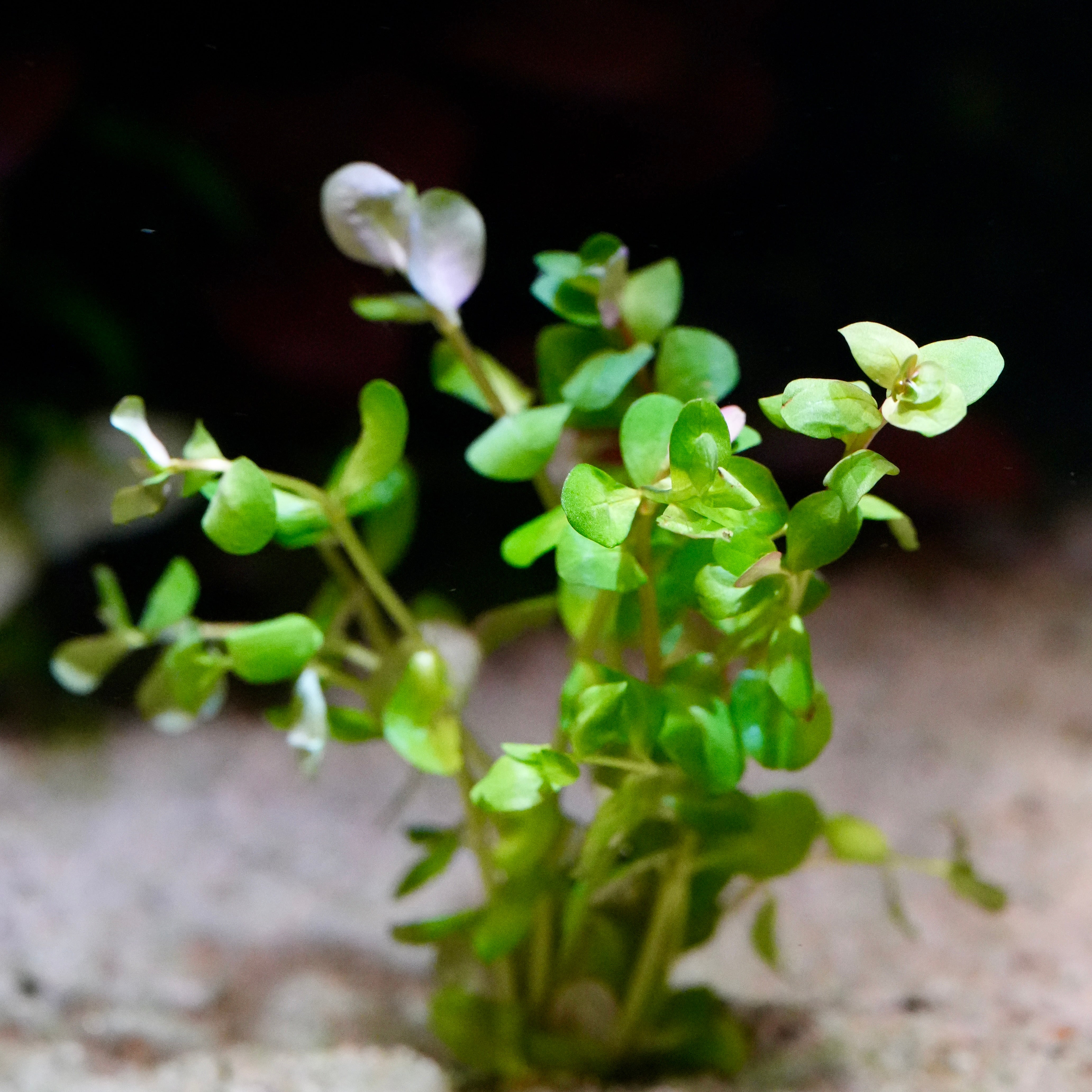 Small green rotala rotundifolia aquatic plant on a sandy substrate