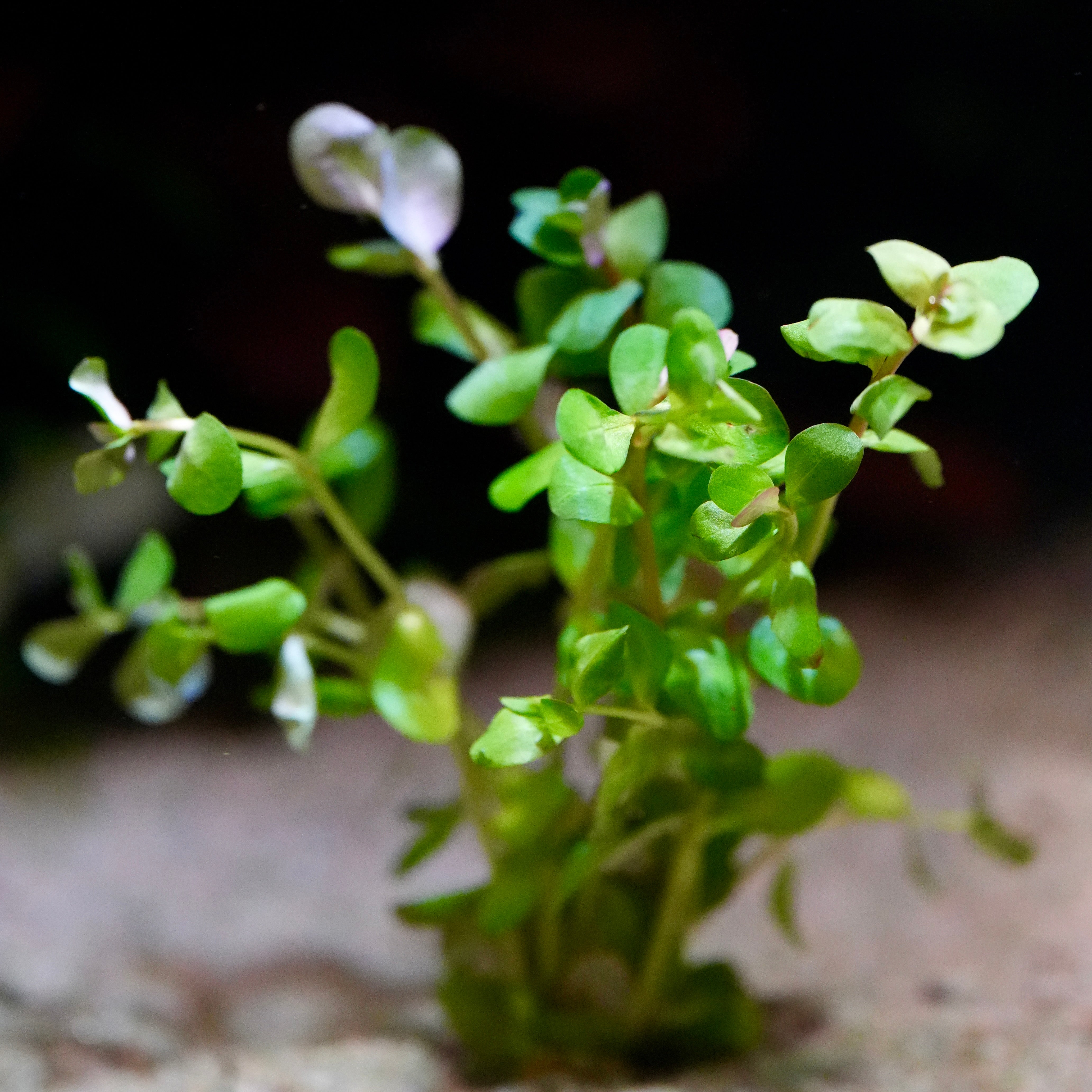 Green rotala rotundifolia aquatic plant with a blurred background