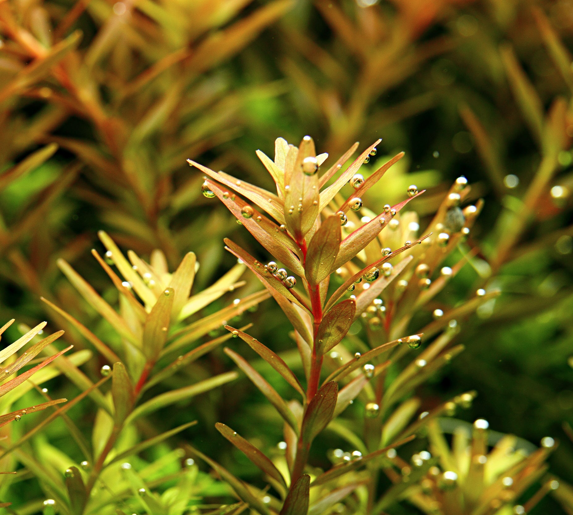 Close-up of rotala rotundifolia aquatic plant with water droplets on a blurred natural background