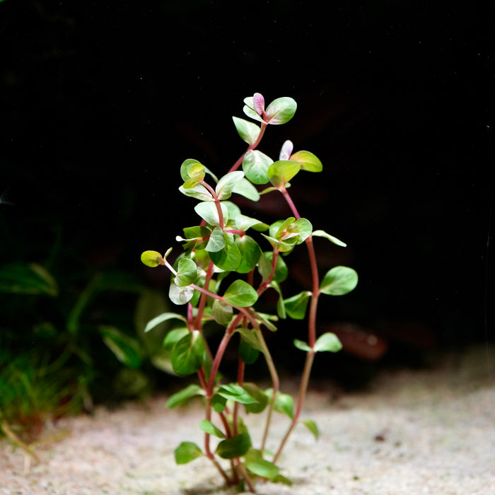 rotala-rotundifolia-h-ra-tropical-aquarium-plant-cloudaqua-cloud-aqua
