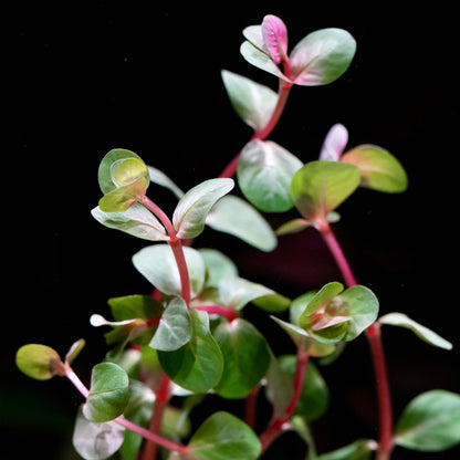 Close-up of rotala rotundifolia h'ra aquarium stem plant with green leaves and red stems on a black background