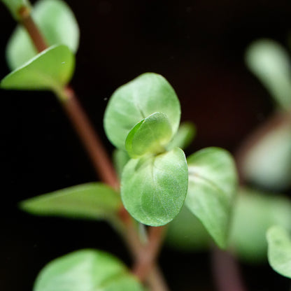 Macro shot of rotala rotundifolia wayanad aquarium stem plant 