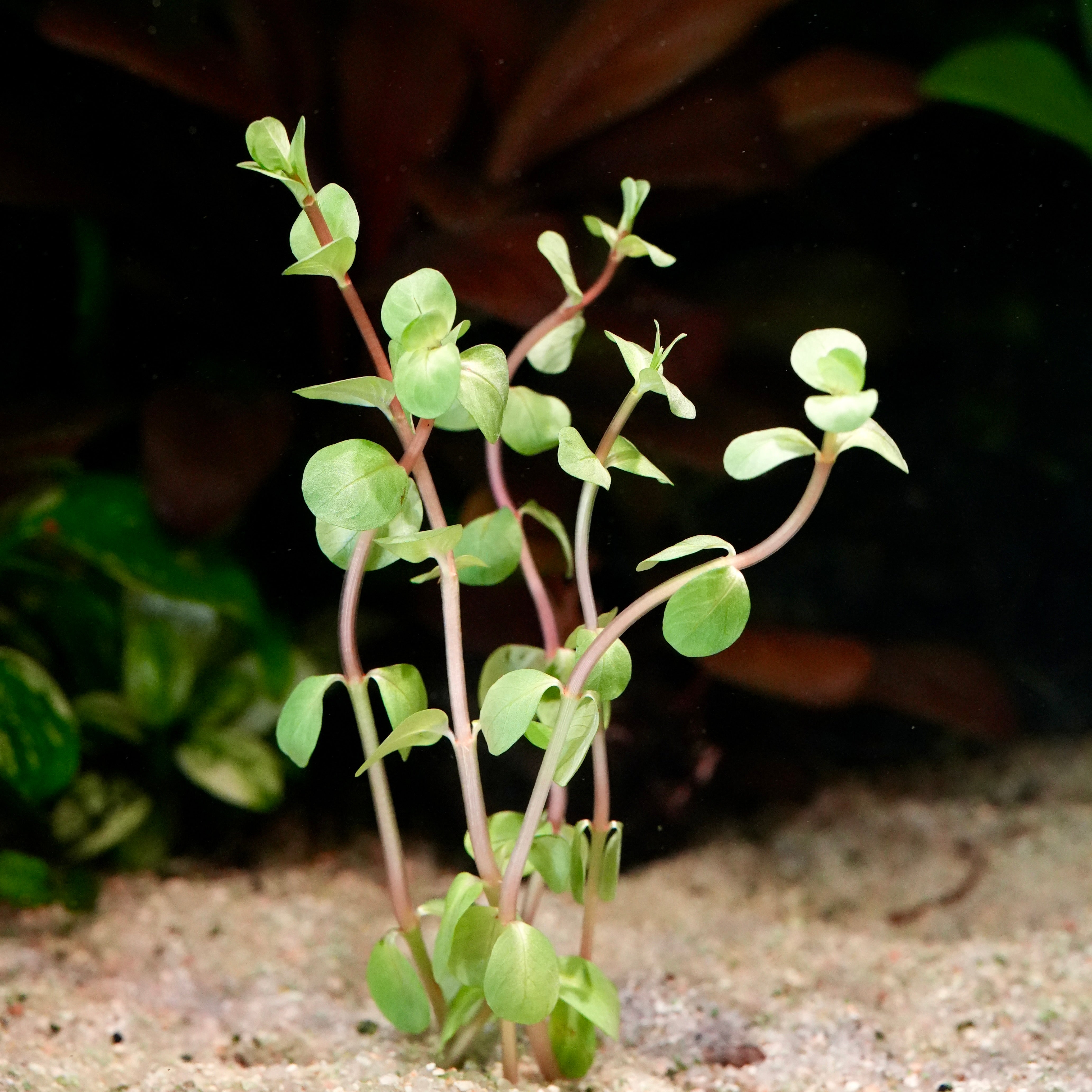 Small green rotala rotundifolia wayanad aquarium plant with thin stems in sand