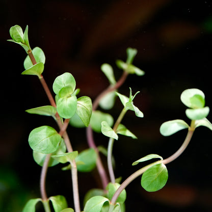 Top portion of rotala rotundifolia wayanad aquarium stem plant 