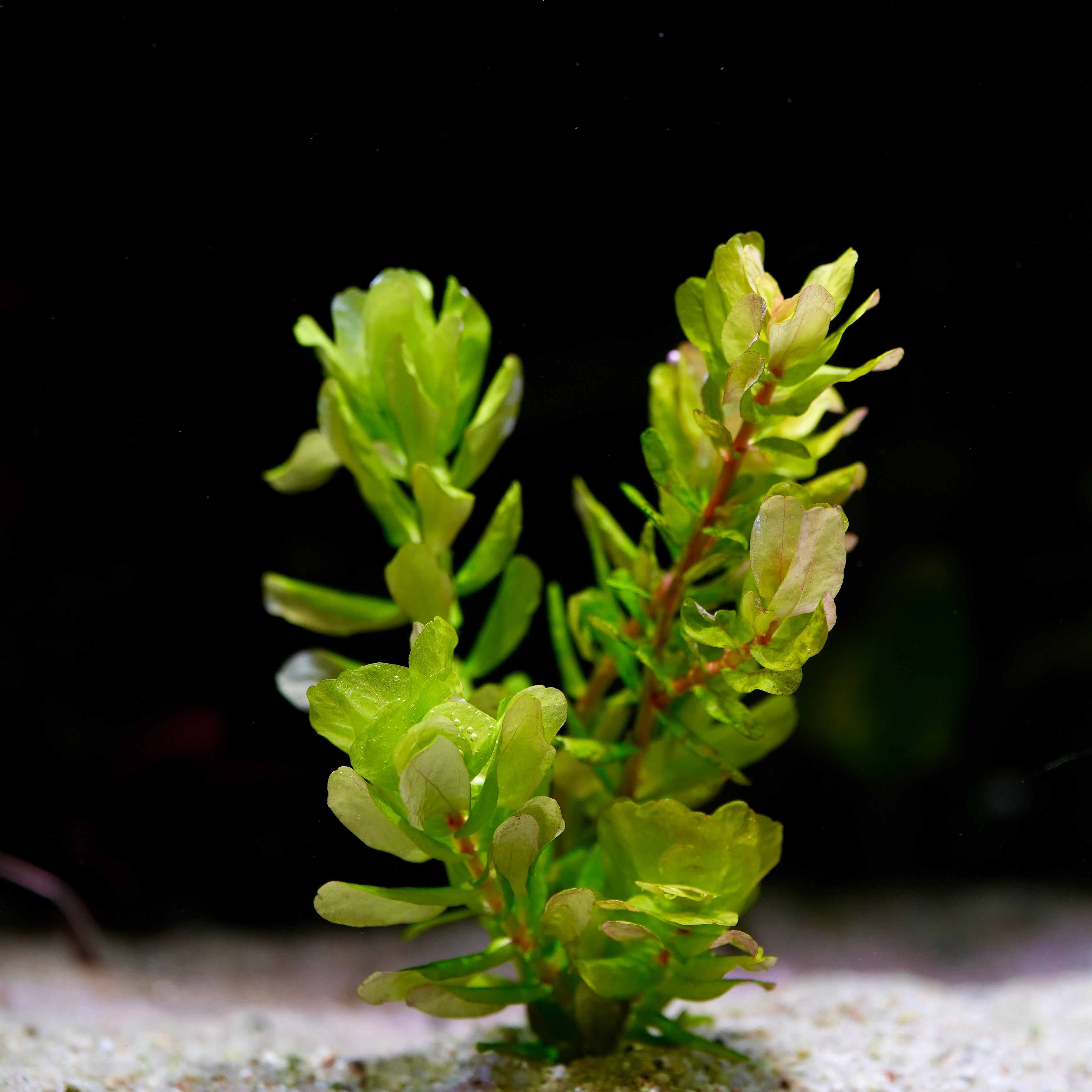 Bunch of green rotala sahyadrica aquarium plant