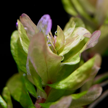 Macro shot of rotala sahyadrica aquarium plant leaf