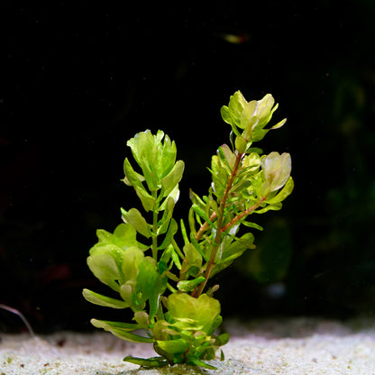Green rotala sahyadrica aquarium plant profile in sandy substrate