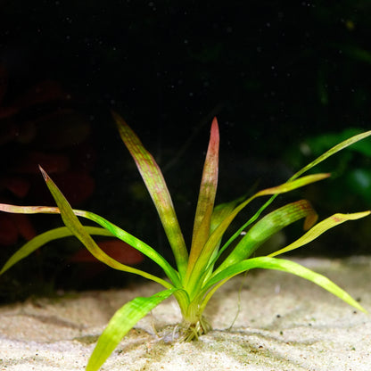 Aquatic sagittaria sp giant red plant with green leaves on a dark background