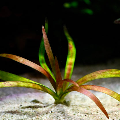 Aquatic sagittaria sp giant red plant with green and red leaves on a sandy substrate