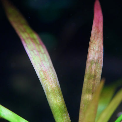 Macro shot of sagittaria sp giant red aquarium plant leaf blade