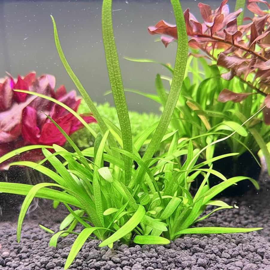 A cluster of small green sagittaria subulata dwarf aquarium plants with long, slender leaves growing in a aquarium 