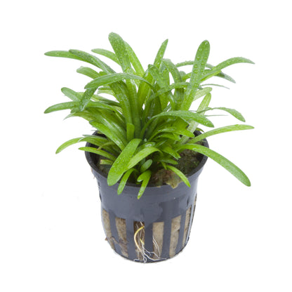 Potted sagittaria subulata dwarf aquarium plant with green leaves on a white background