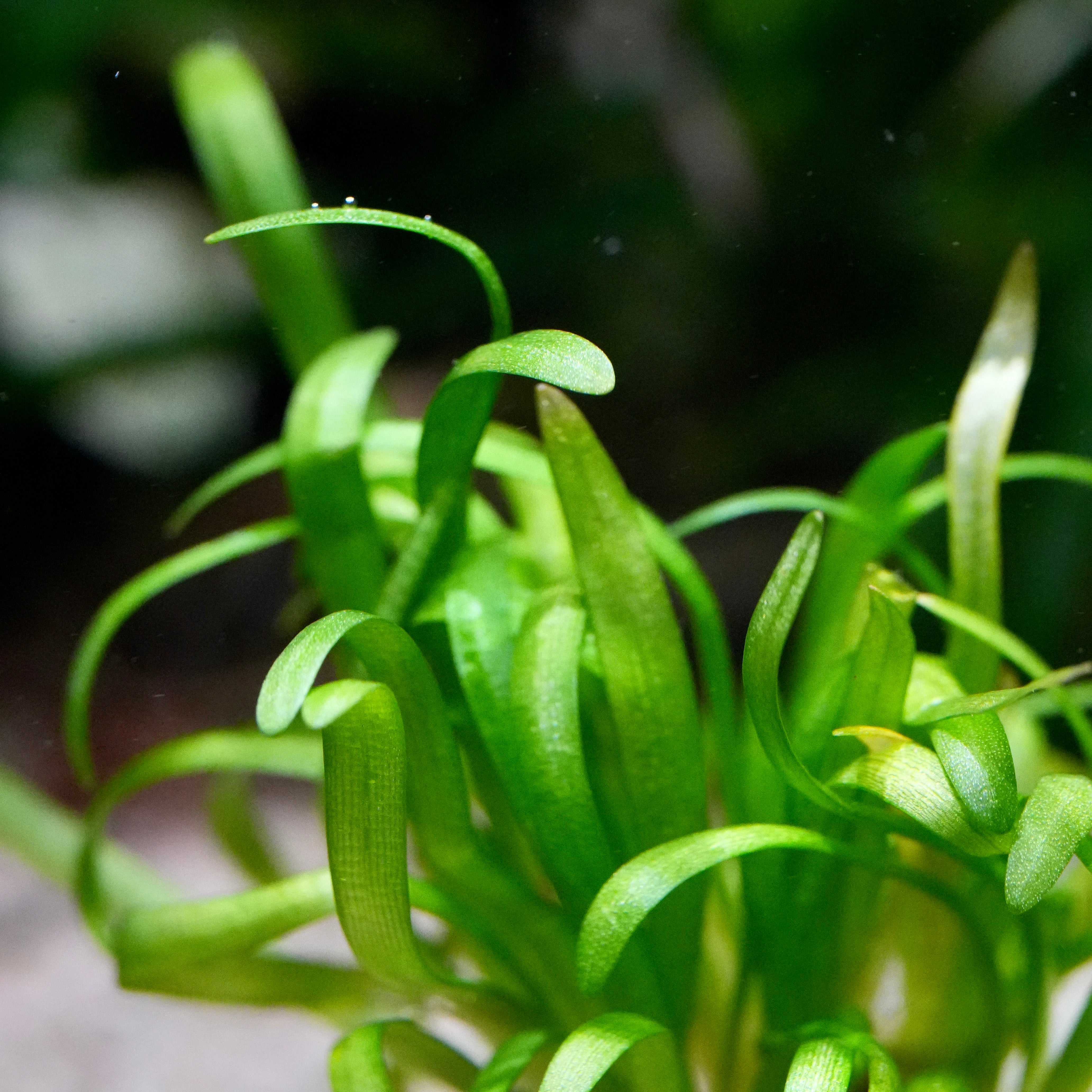 Close-up of a green sagittaria subulata dwarf aquarium plant with slender, curling leaves underwater against a dark, blurred background.