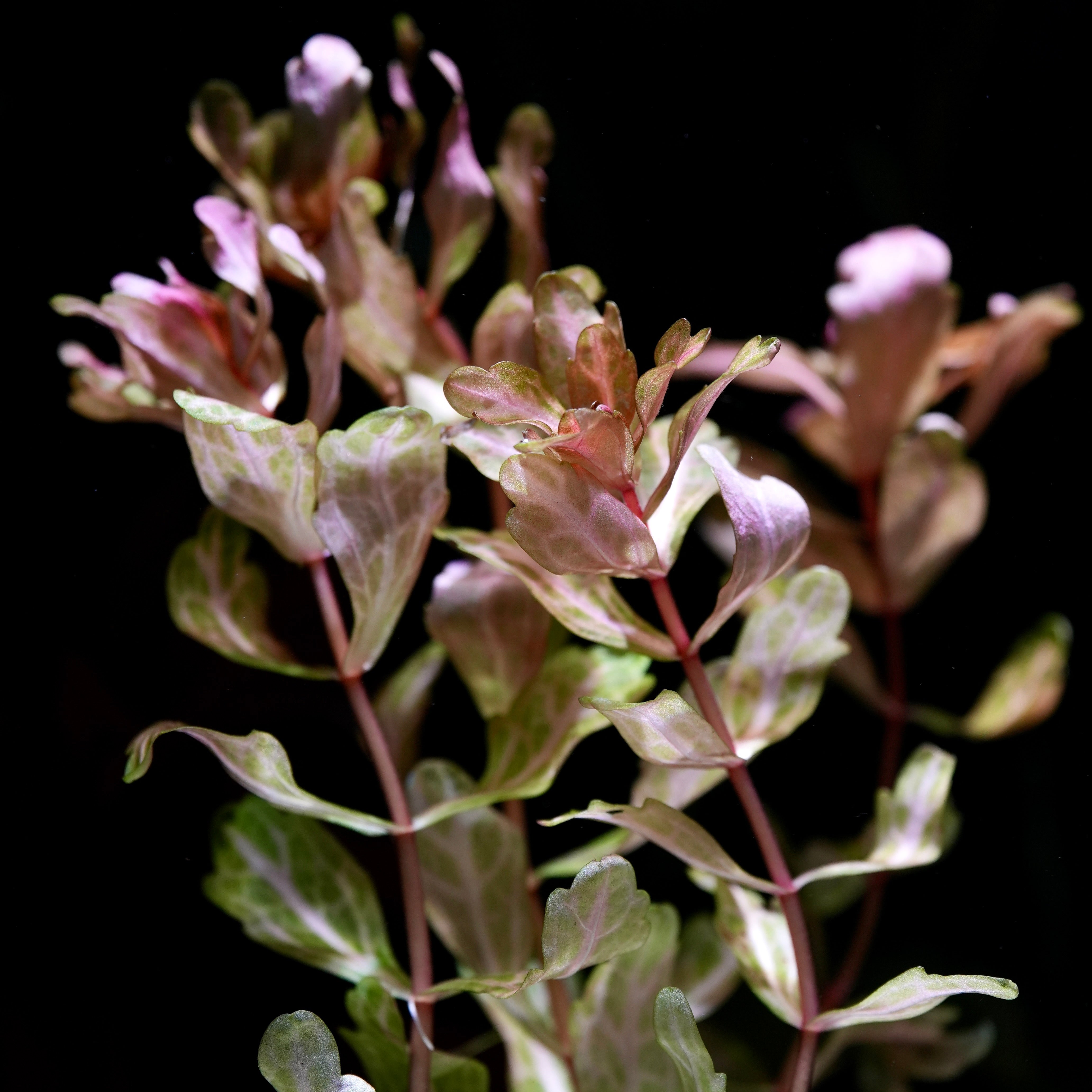 Bunch of shinnersia rivularis weiss-grün aquarium plant with pink and green oak leaves