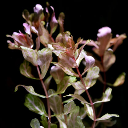 Bunch of shinnersia rivularis weiss-grün aquarium plant with pink and green oak leaves