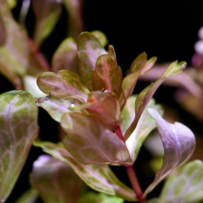 Close-up of shinnersia rivularis weiss-grün aquarium plant with green and pink leaves on a dark background