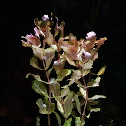 Floral shinnersia rivularis weiss-grün aquarium plant with green leaves and pinkish flowers on a black background