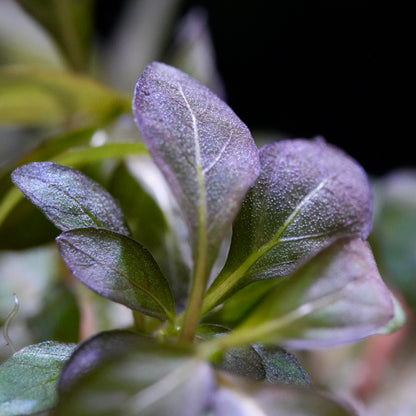 Macro shot of staurogyne purple aquarium plant leaves with veins and purple tips