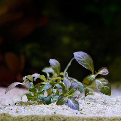 Small green and purple staurogyne purple aquarium plant on a sandy substrate