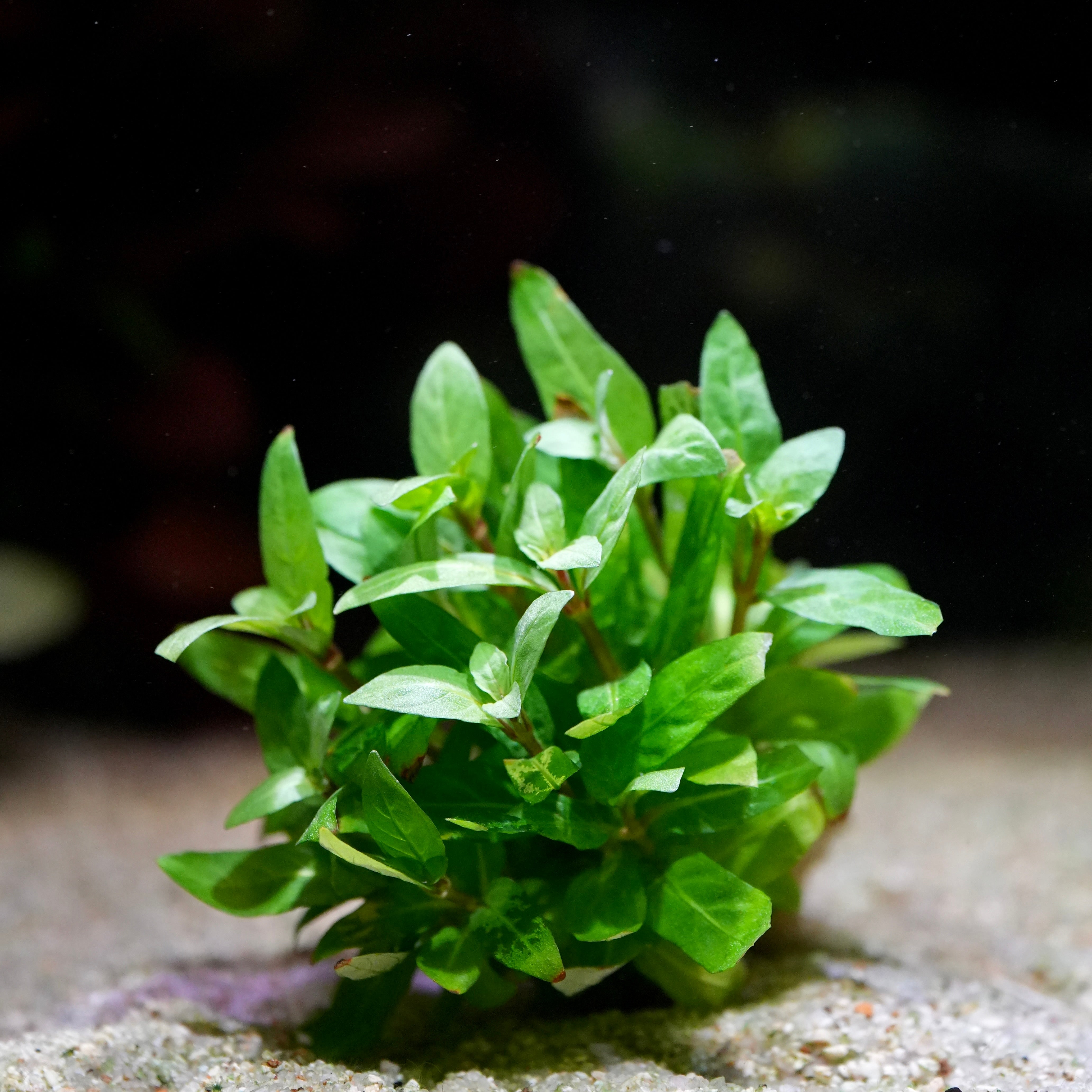 Green bushy staurogyne repens aquatic plant on a sandy substrate