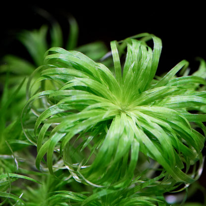 Close-up of a green syngonanthus macrocaulon aquarium plant with bushy growth