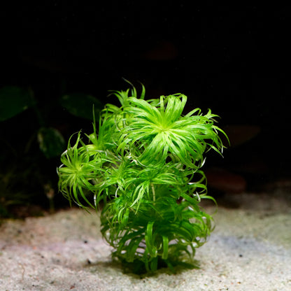 Green aquatic plant syngonanthus macrocaulon growing in aquarium
