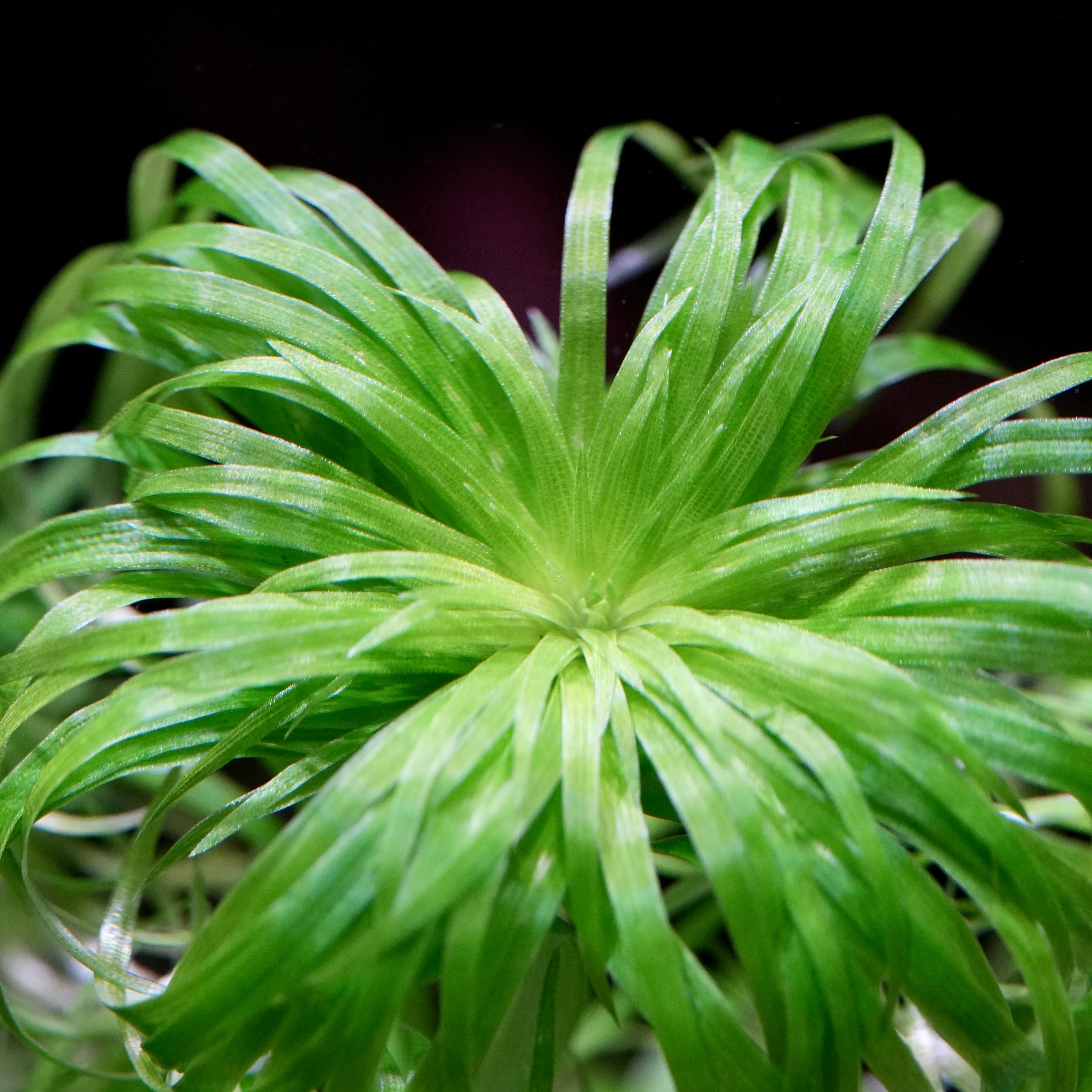Macro shot of green leaves of syngonanthus macrocaulon aquarium plant