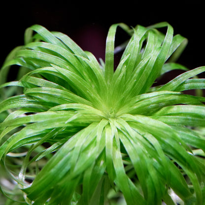 Macro shot of green leaves of syngonanthus macrocaulon aquarium plant