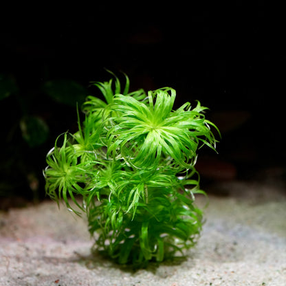 Green syngonanthus macrocaulon aquarium plant on a sandy substrate