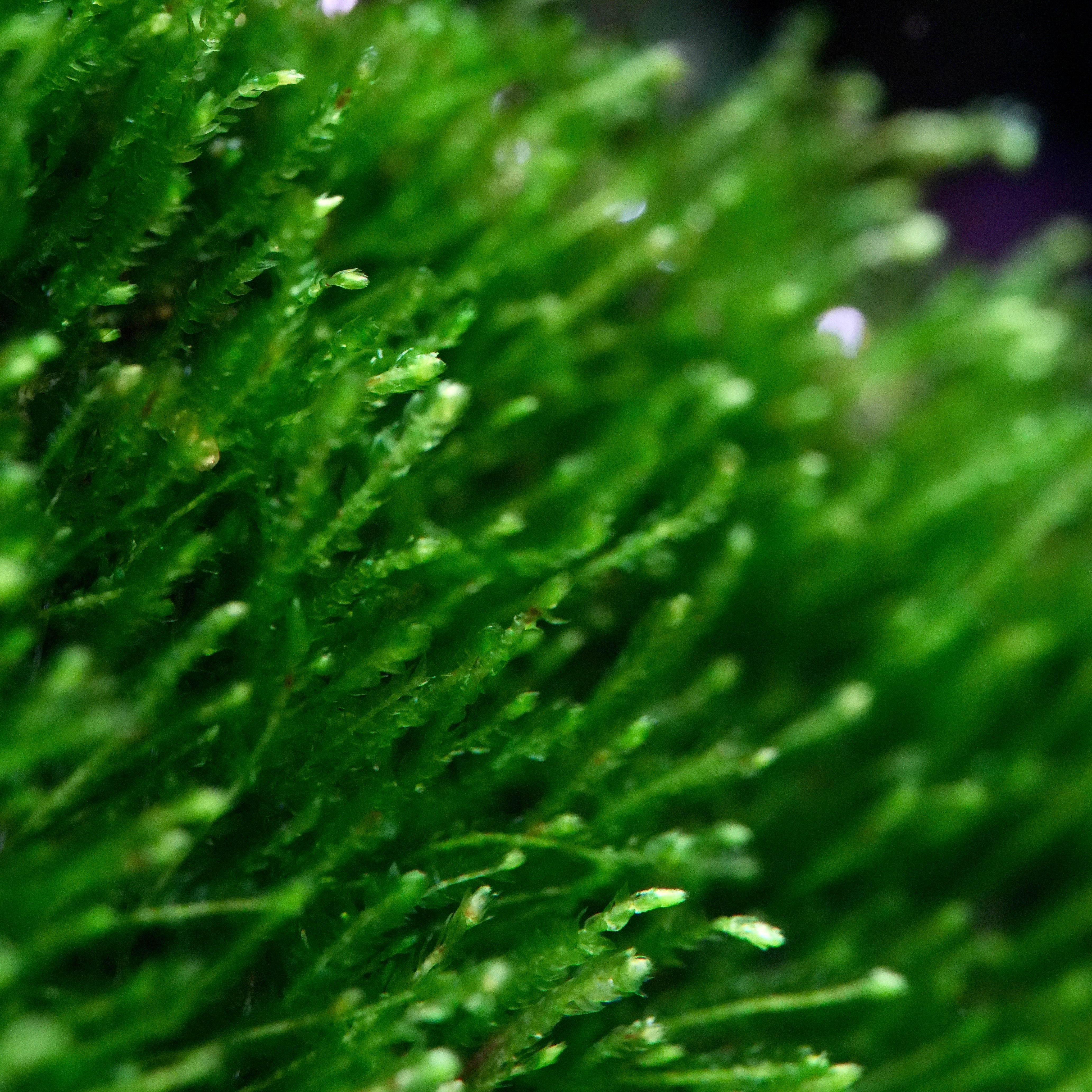 Macro shot of green taxiphyllum flame moss aquarium plant fronds