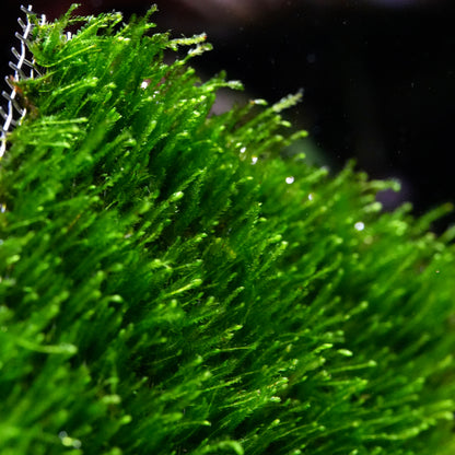 Pad of green taxiphyllum flame moss aquarium plant