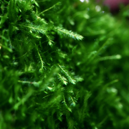 Macro shot of taxiphyllum taiwan moss aquarium plant fronds