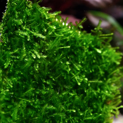 Green branches of taxiphyllum taiwan moss aquarium plant