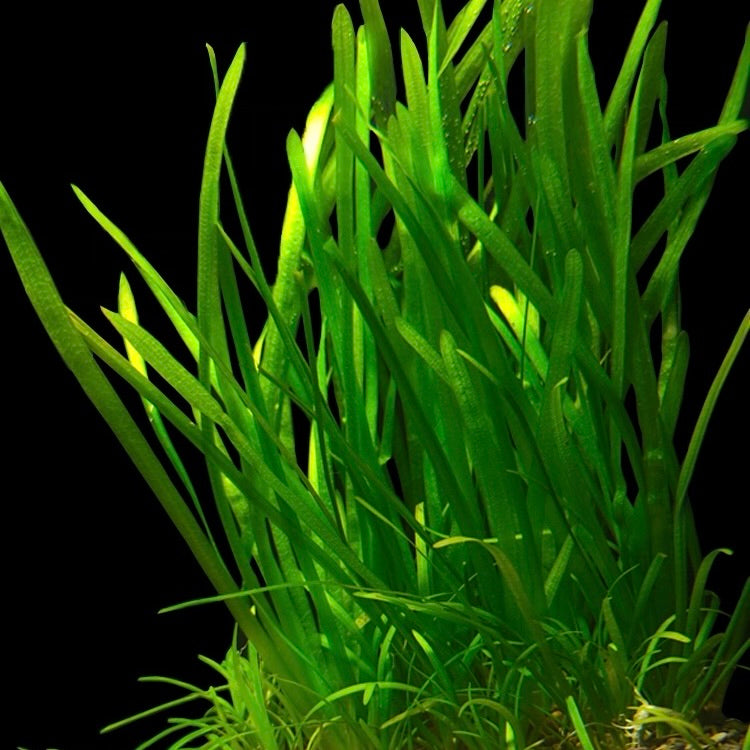 Shoots of vallisneria spiralis aquarium plant background tall grass 