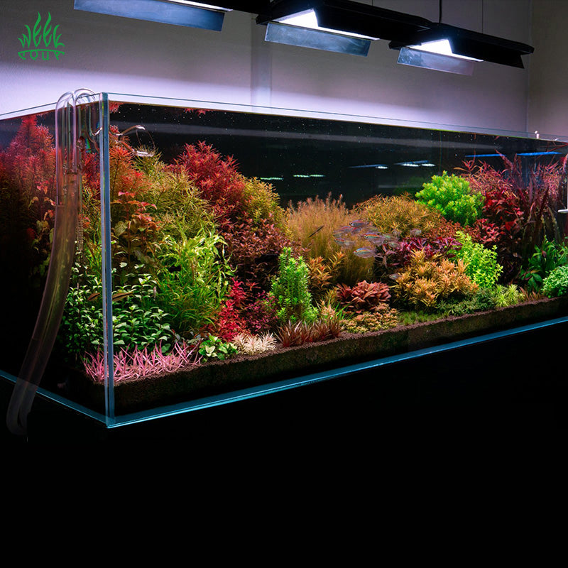 Aquarium with vibrant aquatic plants under weekaqua a430 pro led aquarium light